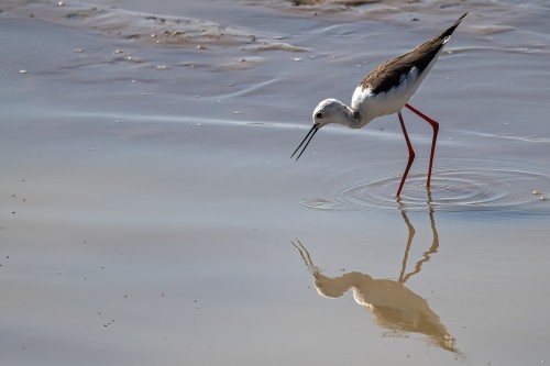 Black-winged stilt / Stelzenläufer   (Klicken zum öffnen)