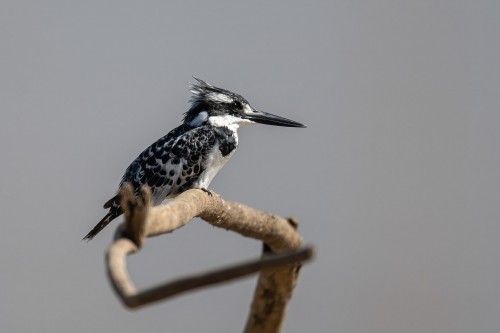 Pied kingfisher / eine von vier Eisvogelarten   (Klicken zum öffnen)
