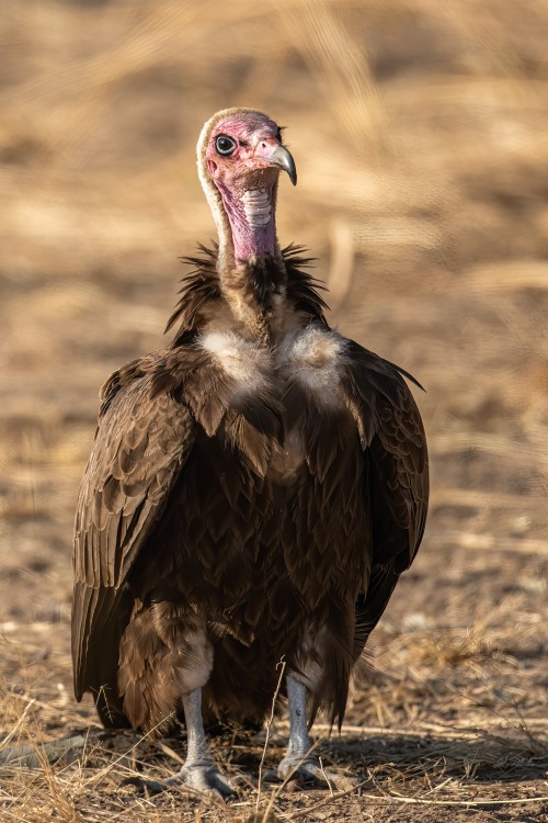 Lappet-faced vulture / Ohrengeier. Schlechtes Image, aber unverzichtbar   (Klicken zum öffnen)