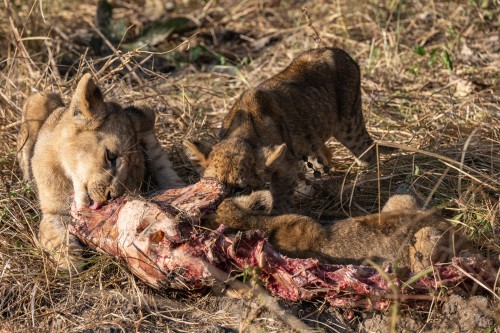 Mama hat Essen beschafft   (Klicken zum öffnen)