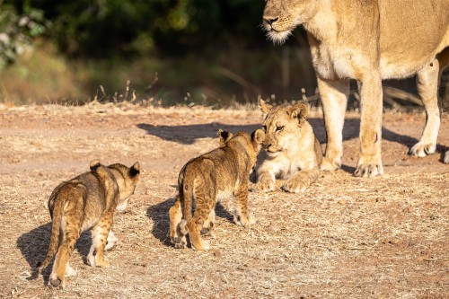 Löwen-Kita: Die Löwin passt auf zwei unterschiedlich alte Würfe auf   (Klicken zum öffnen)