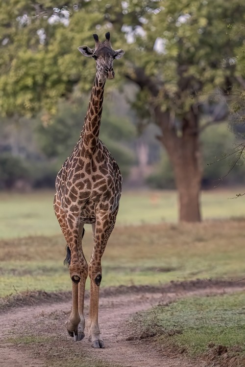 Thornicroft's giraffe   (Klicken zum öffnen)
