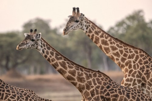 Giraffen haben gleich viele Halswirbel wie alle Säugetiere   (Klicken zum öffnen)