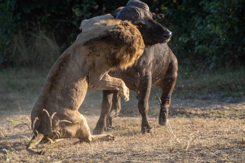 Unverständlicherweise greift der Löwe den Bullen an   (Klicken zum öffnen)