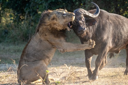 Kräftige Stösse mit der Hornplatte und den Hörnern sind für den Löwen lebensgefährlich   (Klicken zum öffnen)