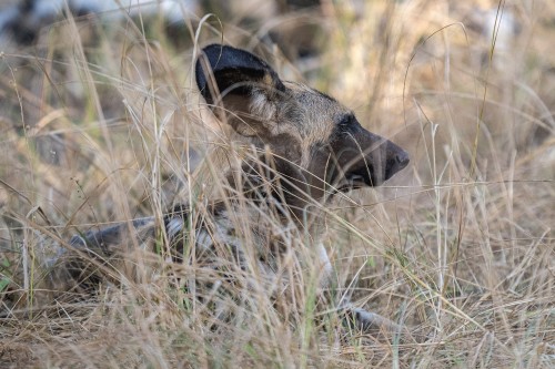 African wild dog, neu auch painted dog genannt   (Klicken zum öffnen)