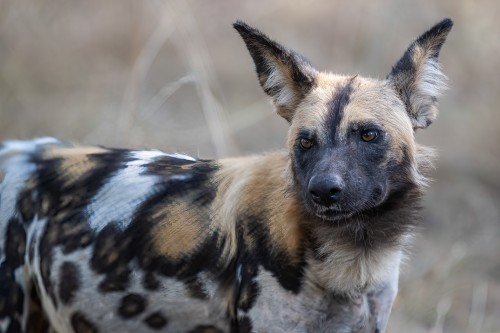 Wild dogs sind sehr effiziente Jäger   (Klicken zum öffnen)