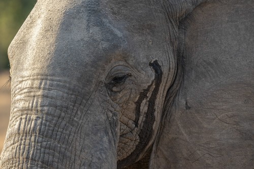 Die Musth (Paarungsbereitschaft) kommt jährlich vor., zu sehen an der Temporaldrüse   (Klicken zum öffnen)