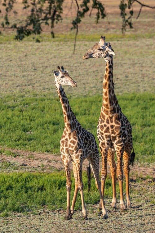 Die elegantesten Tiere der Savanne   (Klicken zum öffnen)