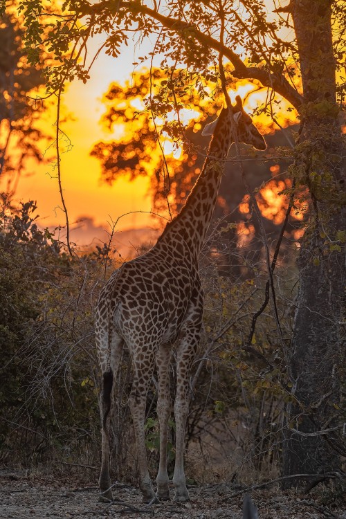 Giraffe im Sunrise   (Klicken zum öffnen)
