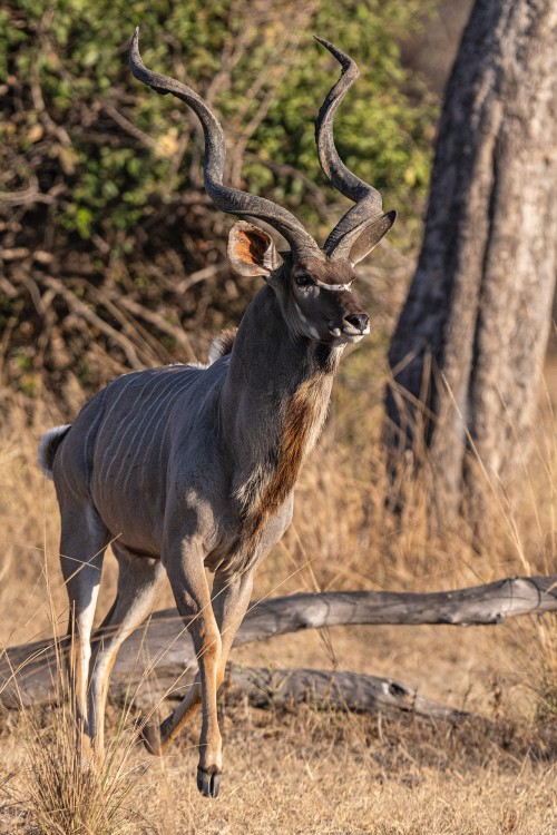 Ausgewachsener Kudu-Bulle   (Klicken zum öffnen)