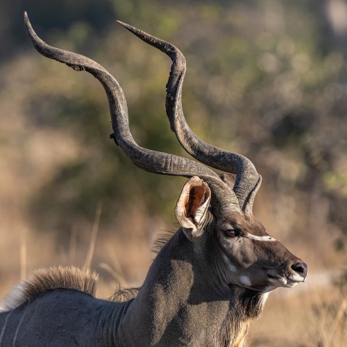 Kudu-Bullen sind wegen ihrer Hörner sehr begehrte Jagd-Trophäen   (Klicken zum öffnen)