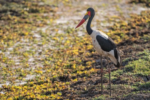 Saddle-billed stork / Sattelstorch   (Klicken zum öffnen)