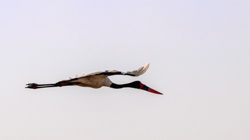 Sattelstörche sind elegante Flieger   (Klicken zum öffnen)