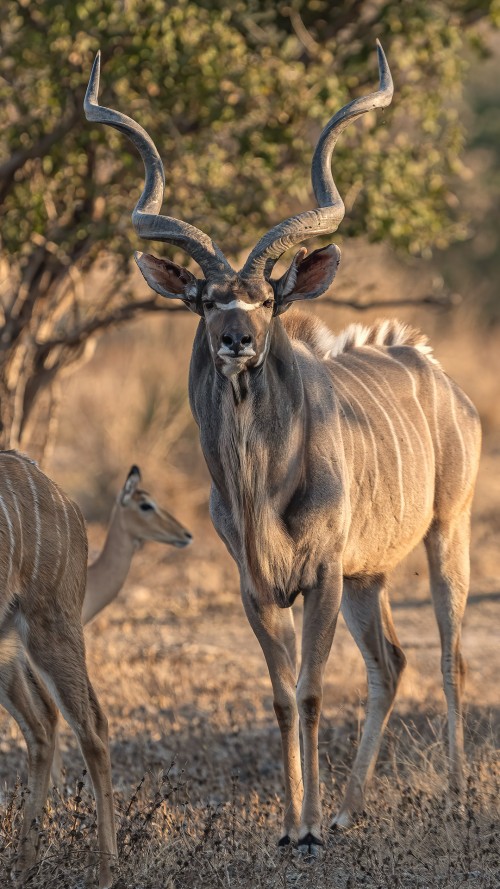 Selbstbewusster Kudu-Bulle bewacht sein Harem und die Jungen   (Klicken zum öffnen)