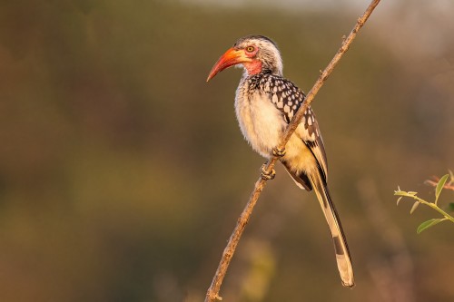 Southern red-billed hornbill / Rotschnabeltoko   (Klicken zum öffnen)