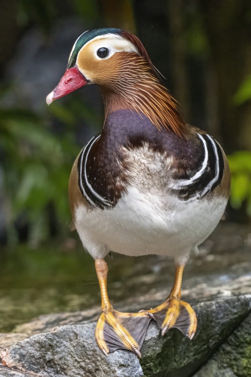   (Klicken zum öffnen)