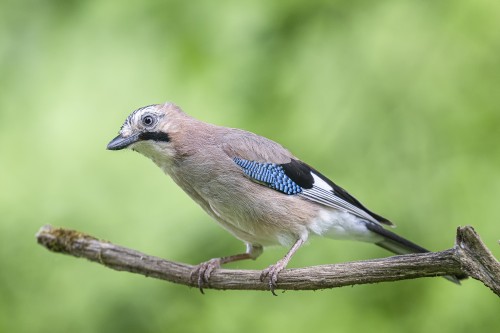 Eichelhäher   (Klicken zum öffnen)