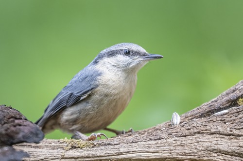 Kleiber   (Klicken zum öffnen)