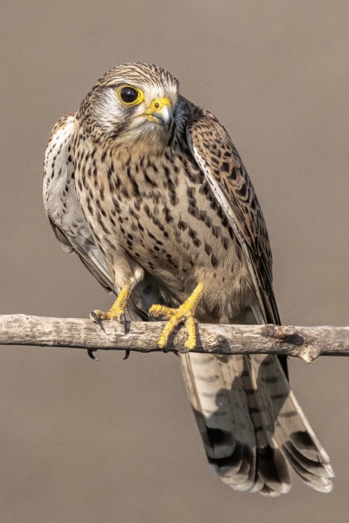 Turmfalke   (Klicken zum öffnen)