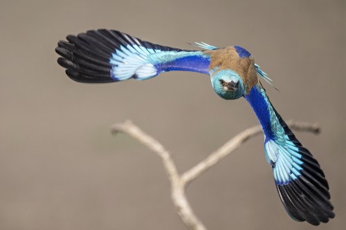 Blauracke im Abflug   (Klicken zum öffnen)