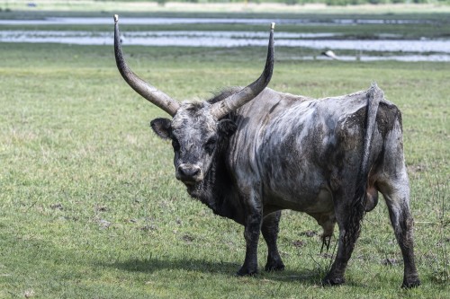 Imposanter Ungarischer Steppenbulle, auch Graurindbulle   (Klicken zum öffnen)