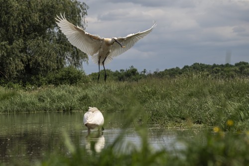 Löffler im Landeanflug   (Klicken zum öffnen)