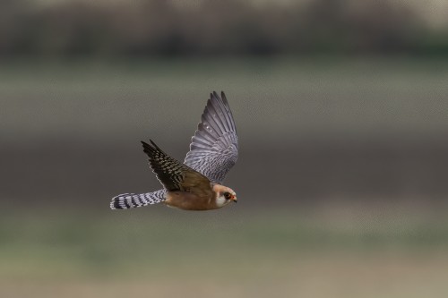 Rotfussfalke (w)   (Klicken zum öffnen)