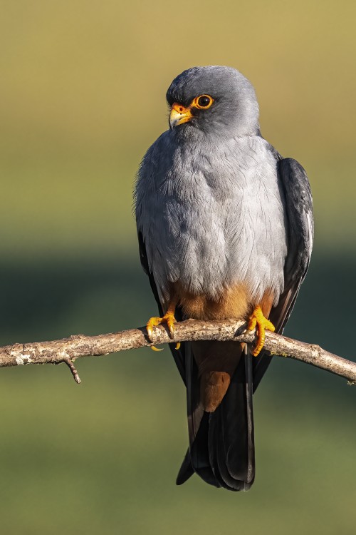 Rotfussfalke (m)   (Klicken zum öffnen)