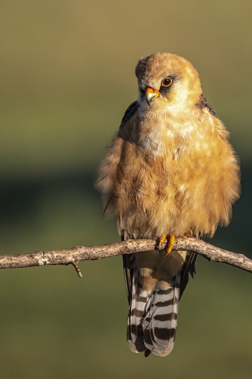 Rotfussfalke (w)   (Klicken zum öffnen)