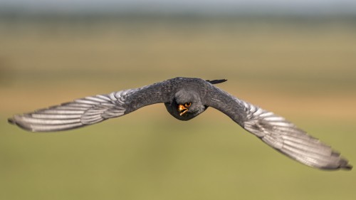 Rotfussfalke (m)   (Klicken zum öffnen)