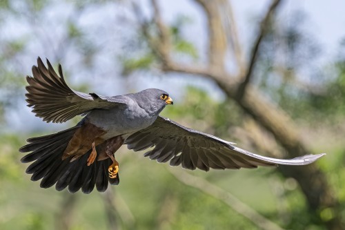 Rotfussfalke (m)   (Klicken zum öffnen)