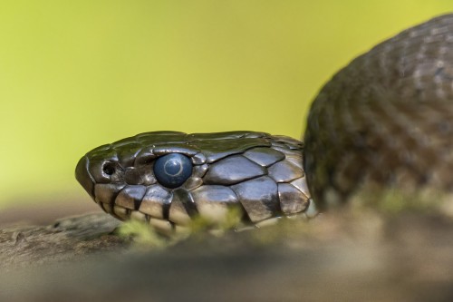 Ringelnatter   (Klicken zum öffnen)