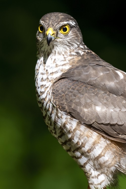 Schau mir in die Augen, Kleines   (Klicken zum öffnen)