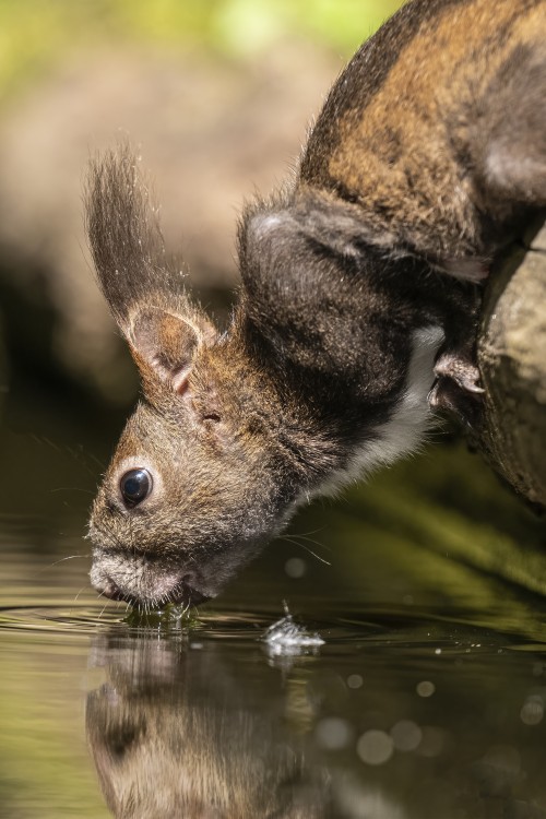 Durstiges Eichhörnchen   (Klicken zum öffnen)