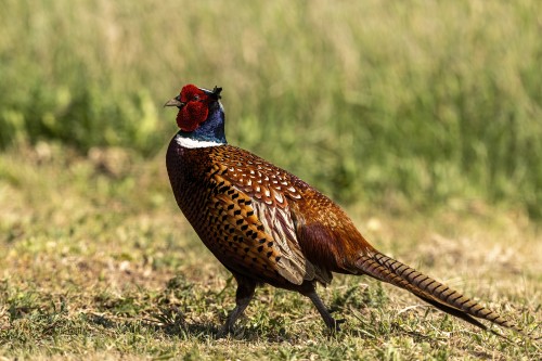 Jagdfasan   (Klicken zum öffnen)