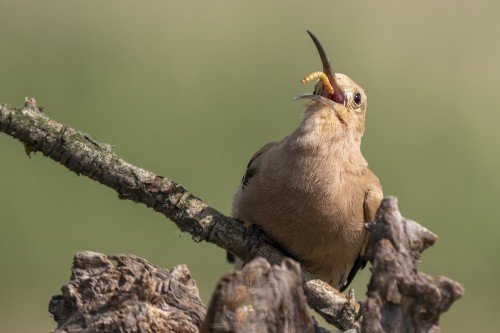 Auch die Elternvögel brauchen Nahrung   (Klicken zum öffnen)