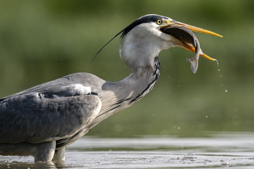 Happy meal...   (Klicken zum öffnen)