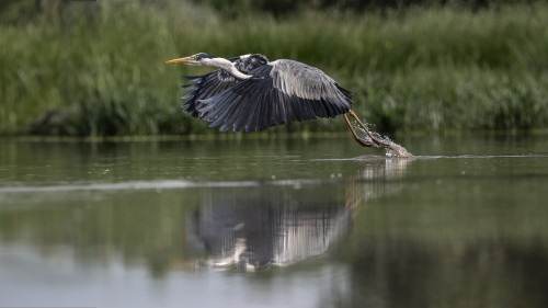 Graureiher im Abflug   (Klicken zum öffnen)