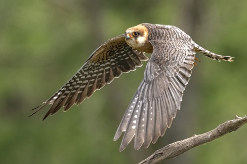 Rotfussfalke (w)   (Klicken zum öffnen)