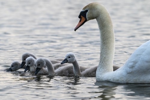 Nachwuchs bei Familie Höckerschwan   (Klicken zum öffnen)