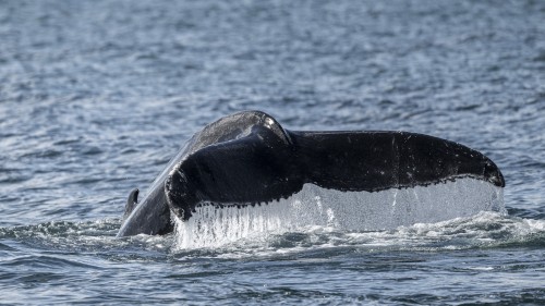 Der Trip begann mit einem erstklassigen Whale-Watching in Akureyri   (Klicken zum öffnen)