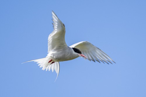 Küstenseeschwalben sind Zugvögel mit der längsten Zugstrecke (Arktis bis Antarktis)   (Klicken zum öffnen)