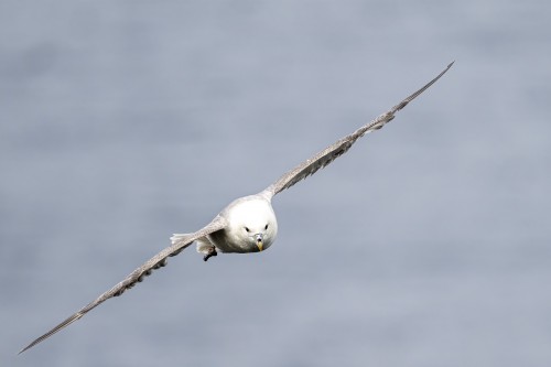 Eissturmvogel   (Klicken zum öffnen)