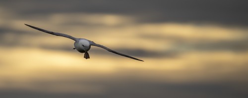 Eissturmvogel in der Abenddämmerung   (Klicken zum öffnen)