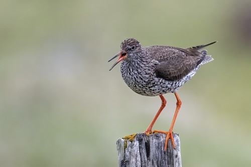 Rotschenkel   (Klicken zum öffnen)