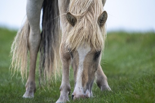 Ein paar Island-Ponys leben auch auf der Insel   (Klicken zum öffnen)