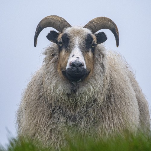 Ein paar Schafe mit kratziger Wolle gibt es auch auf Grimsey   (Klicken zum öffnen)