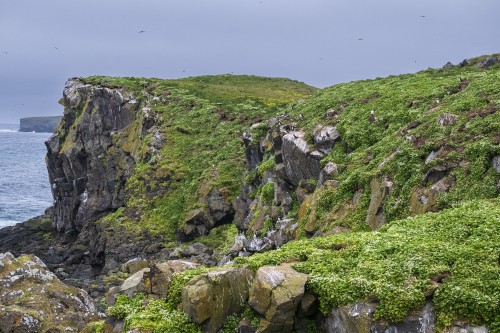 Brutkolonie an Steilküste   (Klicken zum öffnen)