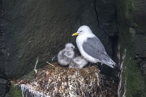 Dreizehenmöwe mit Jungen   (Klicken zum öffnen)